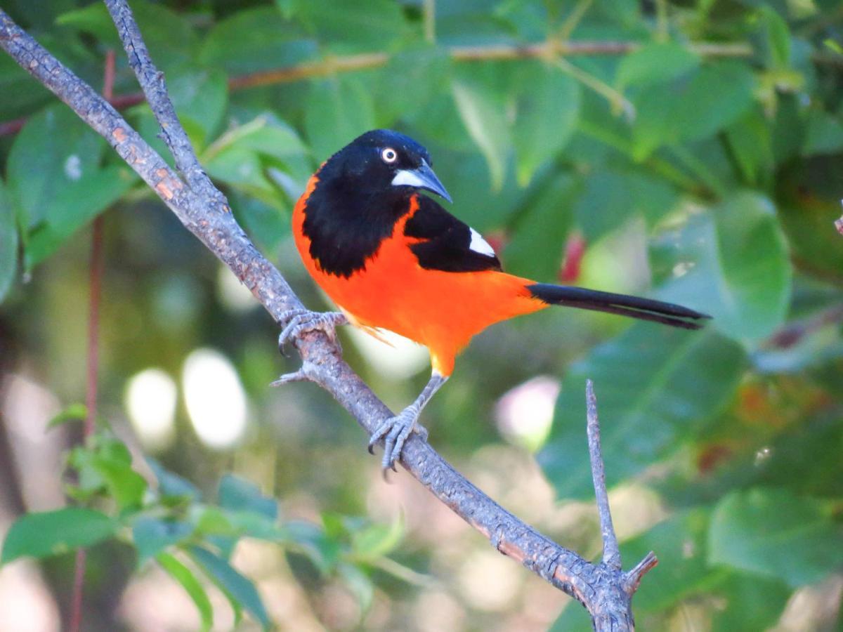 Southwild Pantanal Lodge Pixaim 外观 照片