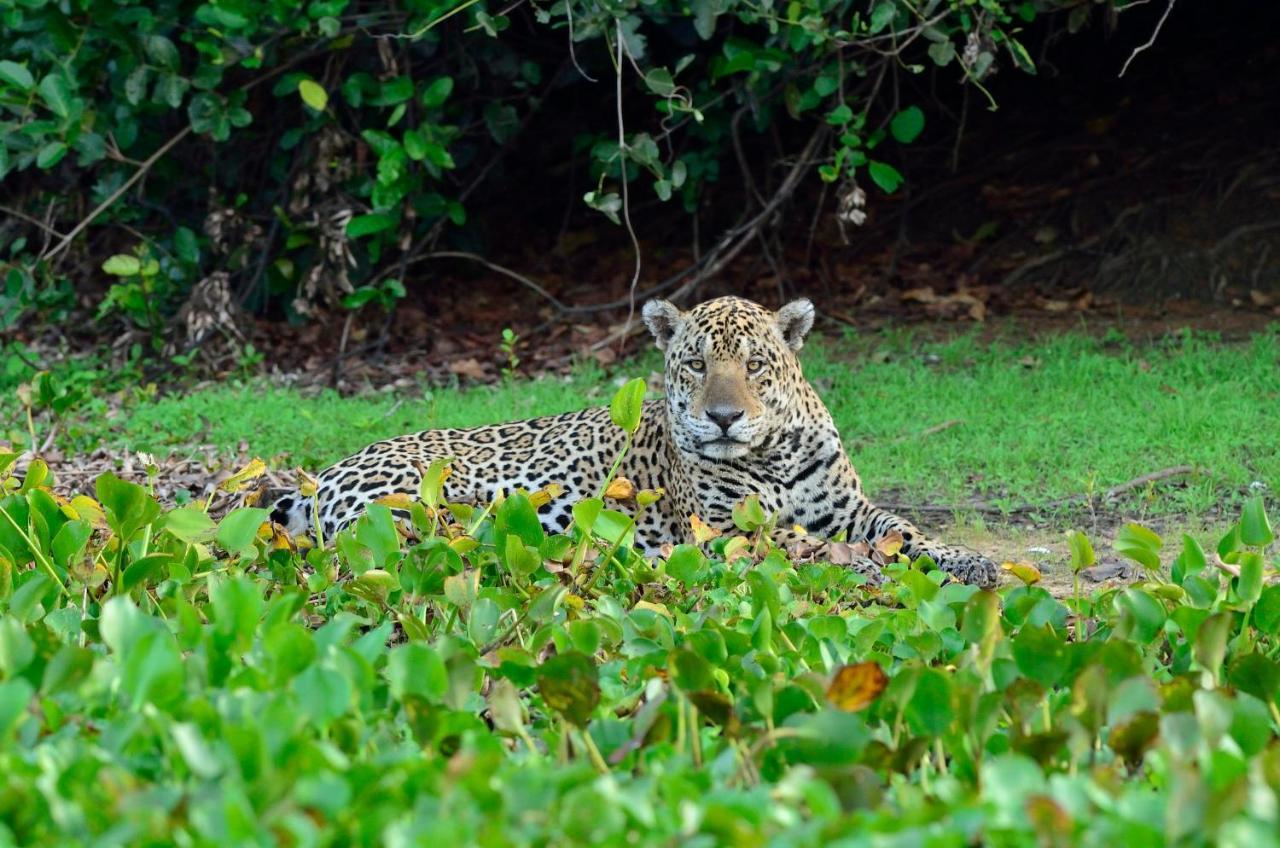 Southwild Pantanal Lodge Pixaim 外观 照片