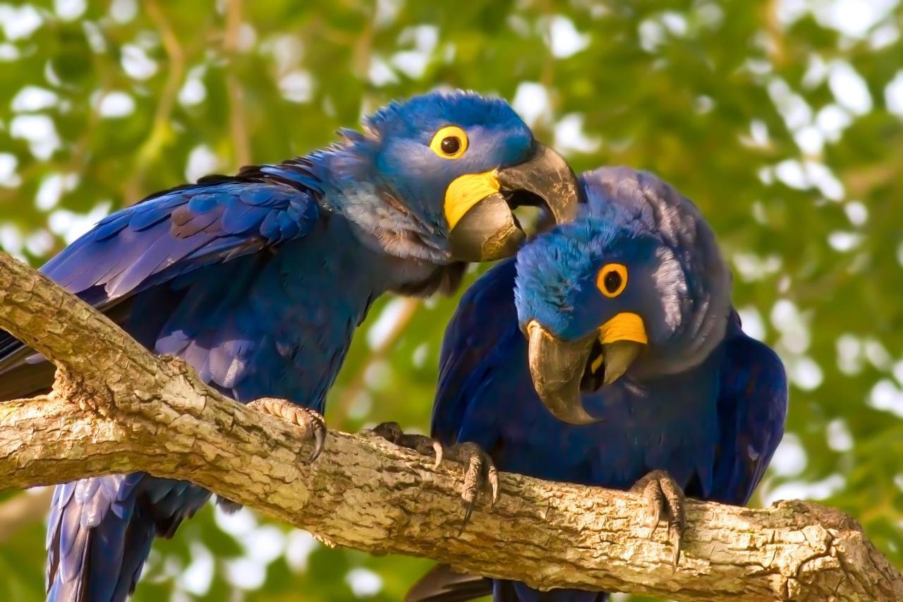 Southwild Pantanal Lodge Pixaim 外观 照片