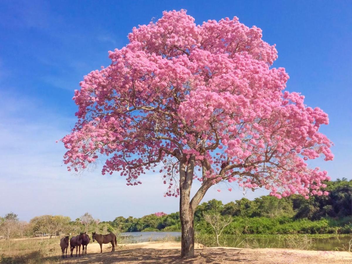 Southwild Pantanal Lodge Pixaim 外观 照片