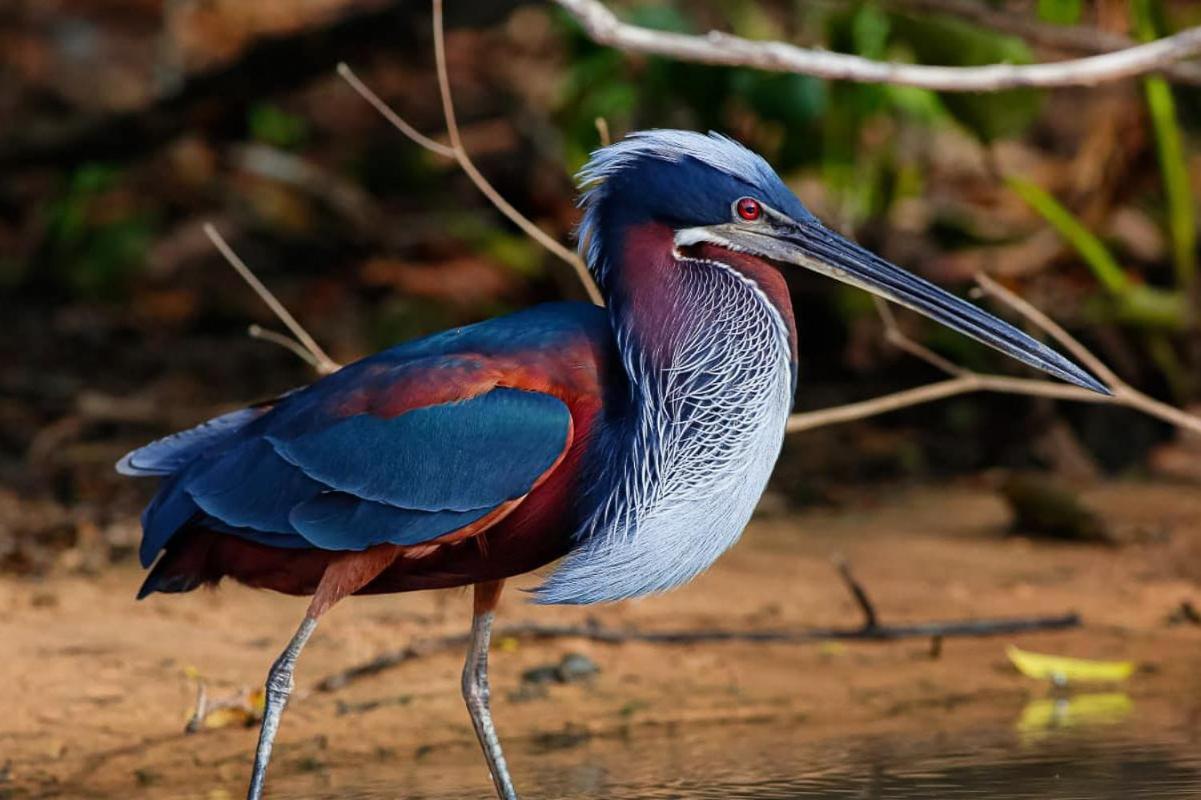 Southwild Pantanal Lodge Pixaim 外观 照片