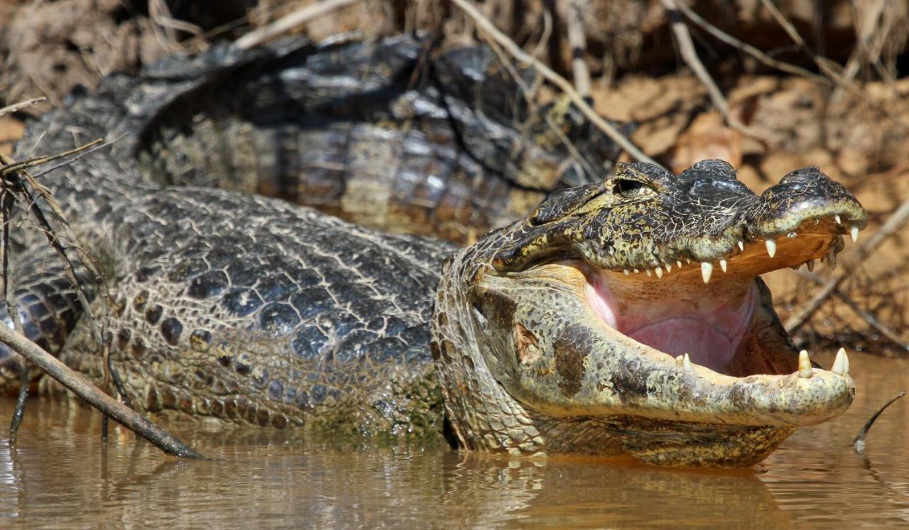 Southwild Pantanal Lodge Pixaim 外观 照片