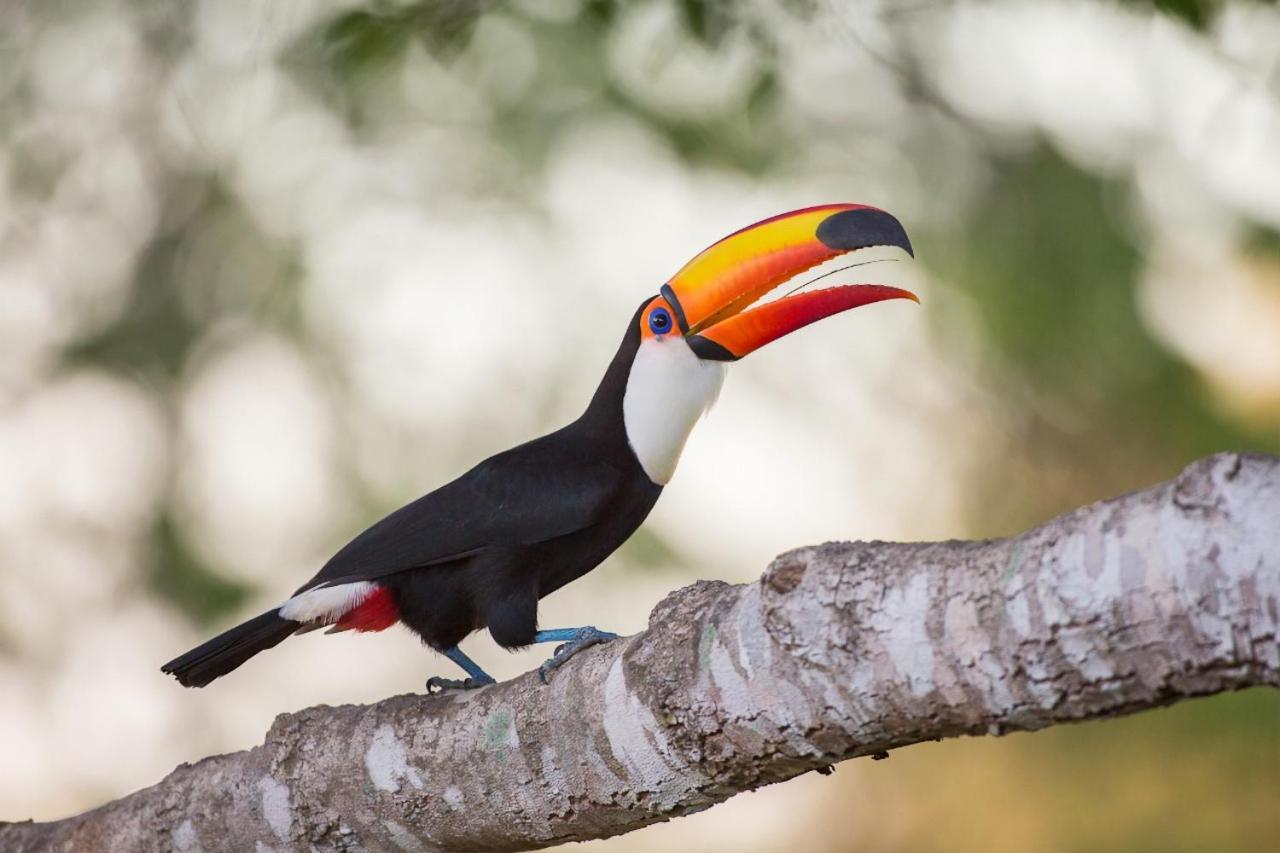 Southwild Pantanal Lodge Pixaim 外观 照片