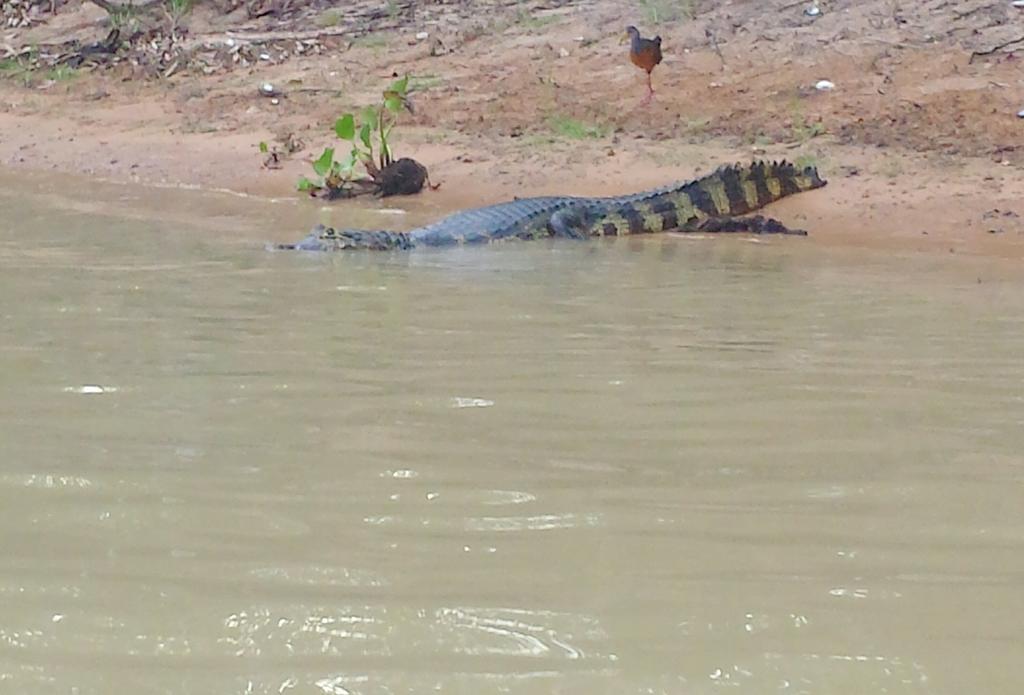 Southwild Pantanal Lodge Pixaim 外观 照片