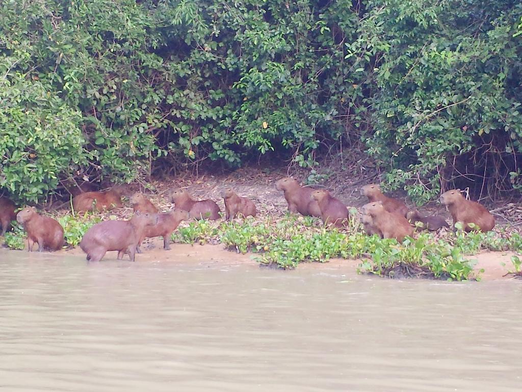 Southwild Pantanal Lodge Pixaim 外观 照片